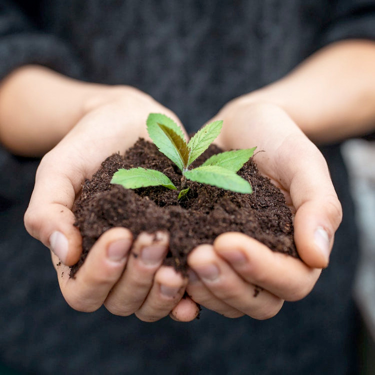 Natürliche Essenzen Öle - Chakra Flower aus der Natur